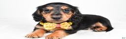 Miniature Dachshund dogs for sale: Ace - Ad 1