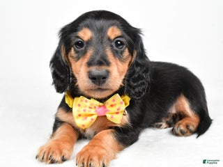 Miniature Dachshund dogs Ace - Ad 32
