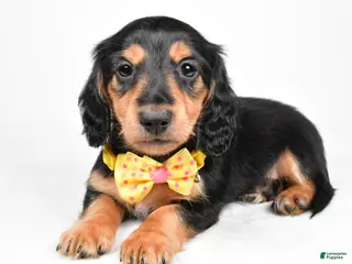 Miniature Dachshund dogs Ace - Ad 24