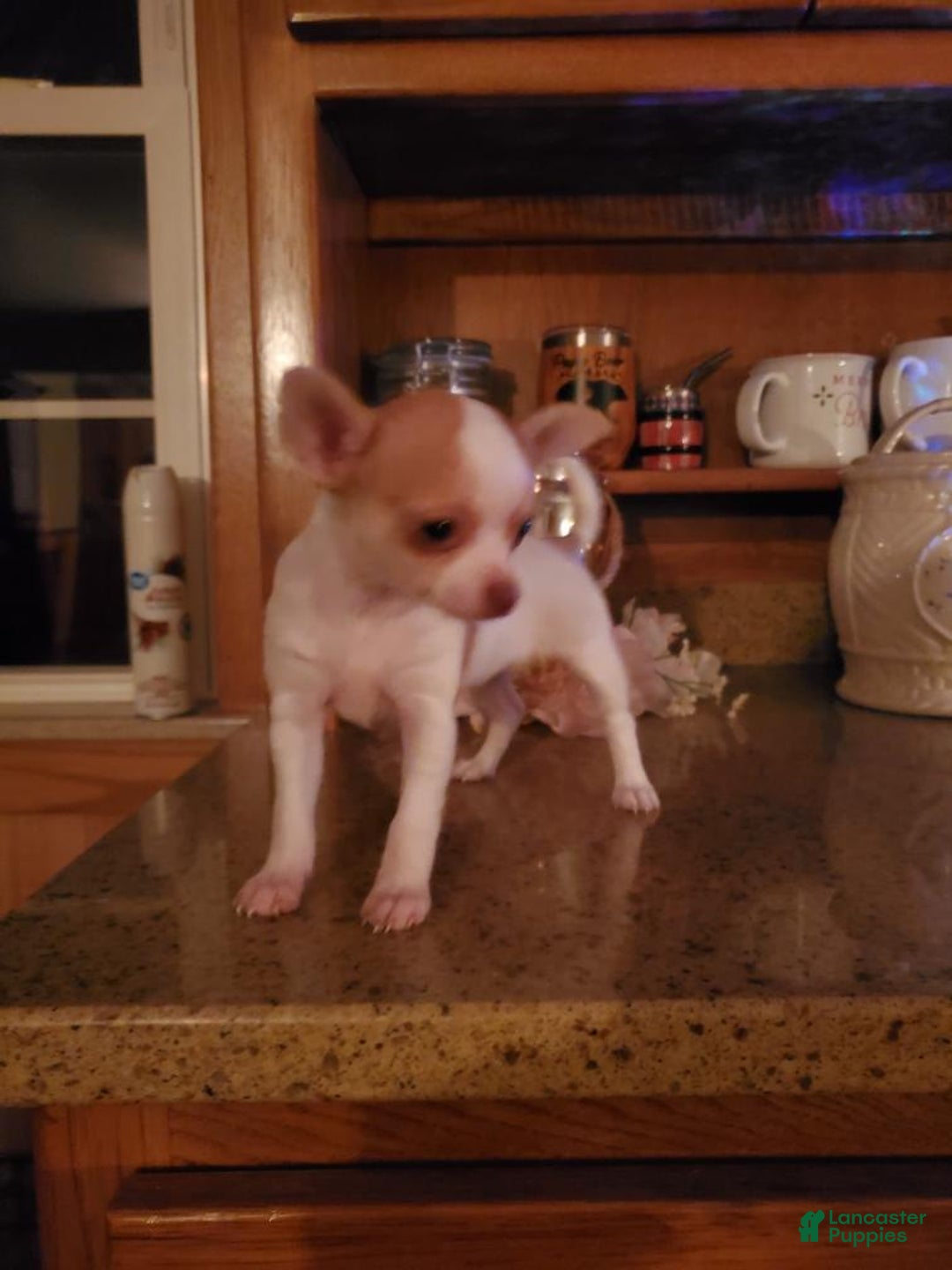 Chihuahua dogs for sale: Chihuahua Puppy 1 - Ad 3