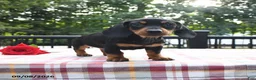 Miniature Dachshund dogs for sale: Pretzel - Ad 2