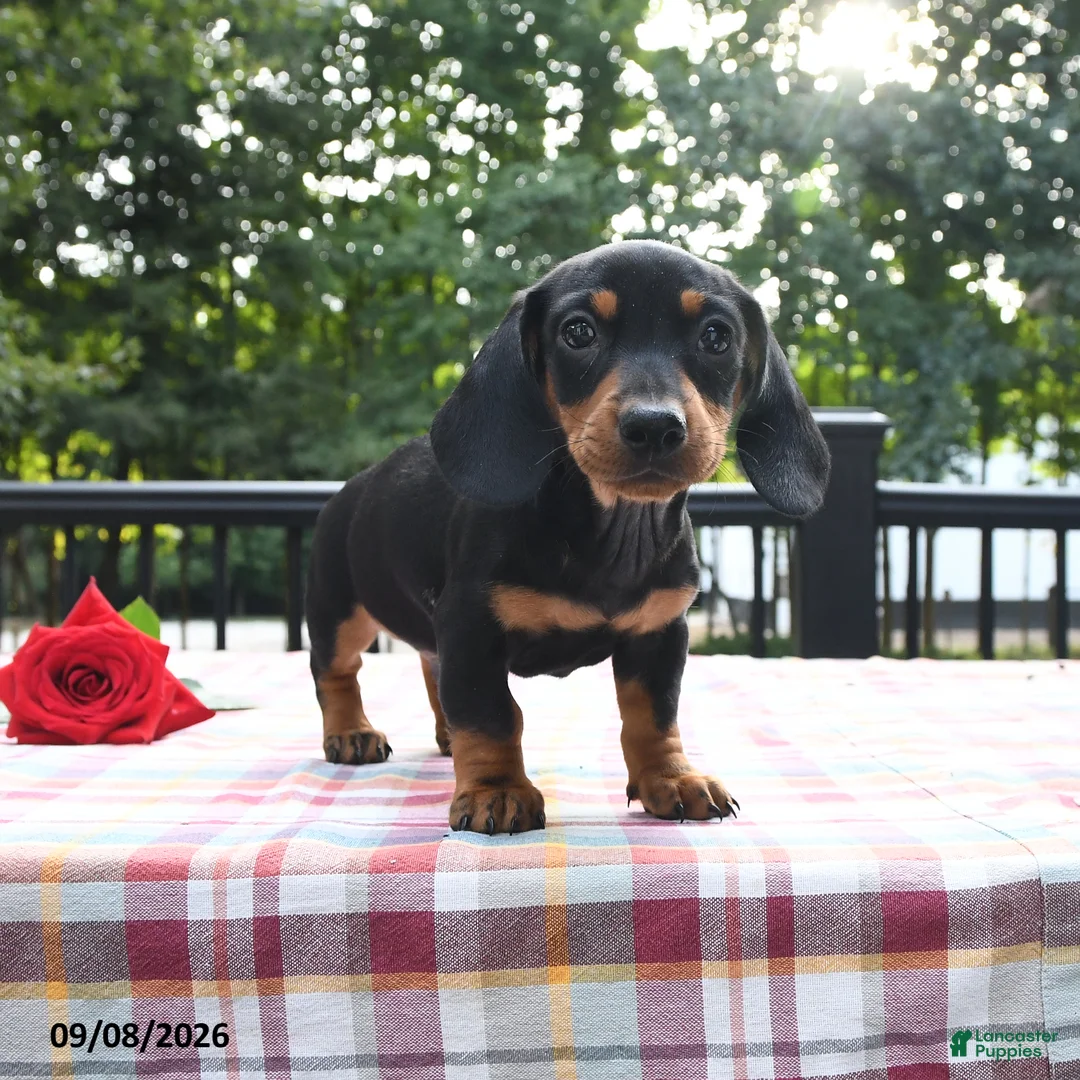 Miniature Dachshund dogs for sale: Pretzel - Ad 2