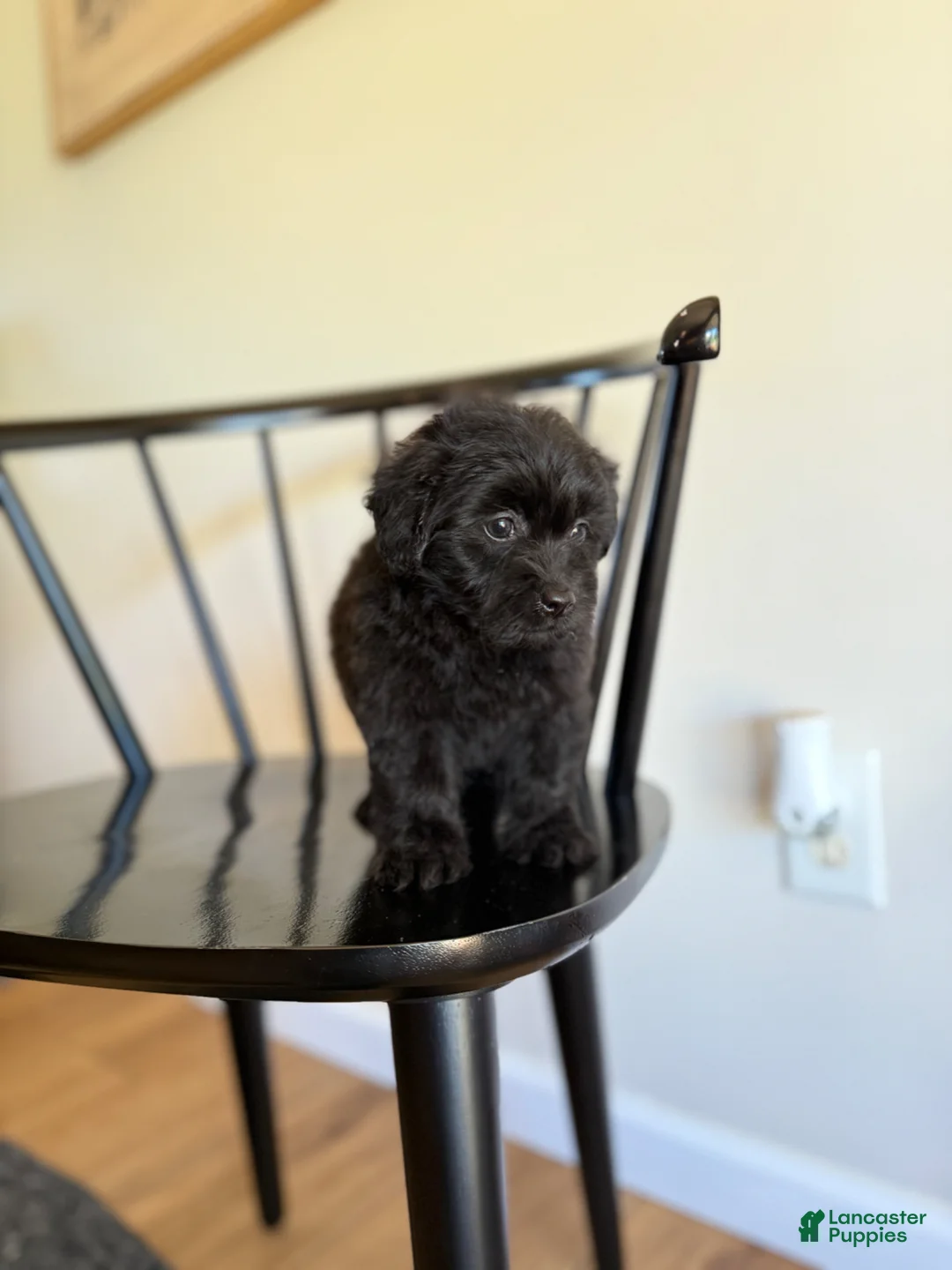 Pomapoo dogs for sale: Jane  - Ad 2