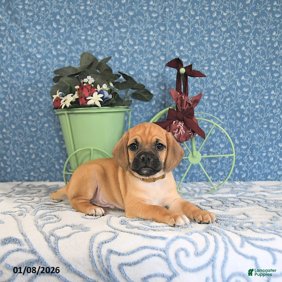Puggle dogs Kiko - Ad 11
