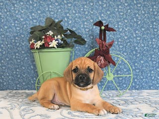 Puggle dogs Kiko - Ad 11
