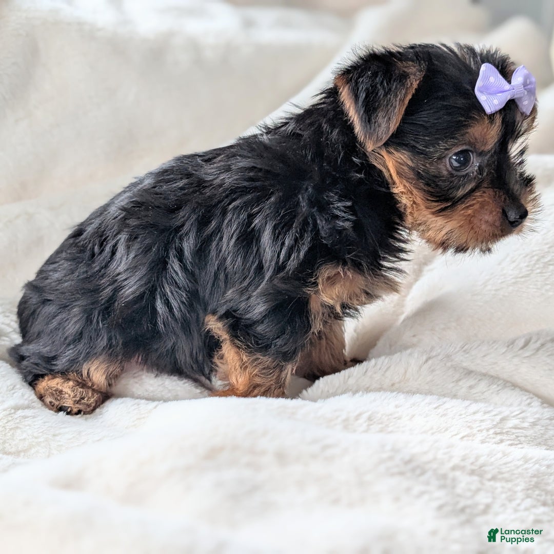 Yorkshire Terrier dogs for sale: Elsa - Ad 2