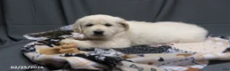 Golden Retriever dogs for sale: Barney - Ad 1