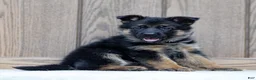 German Shepherd dogs for sale: Ziva - Ad 3