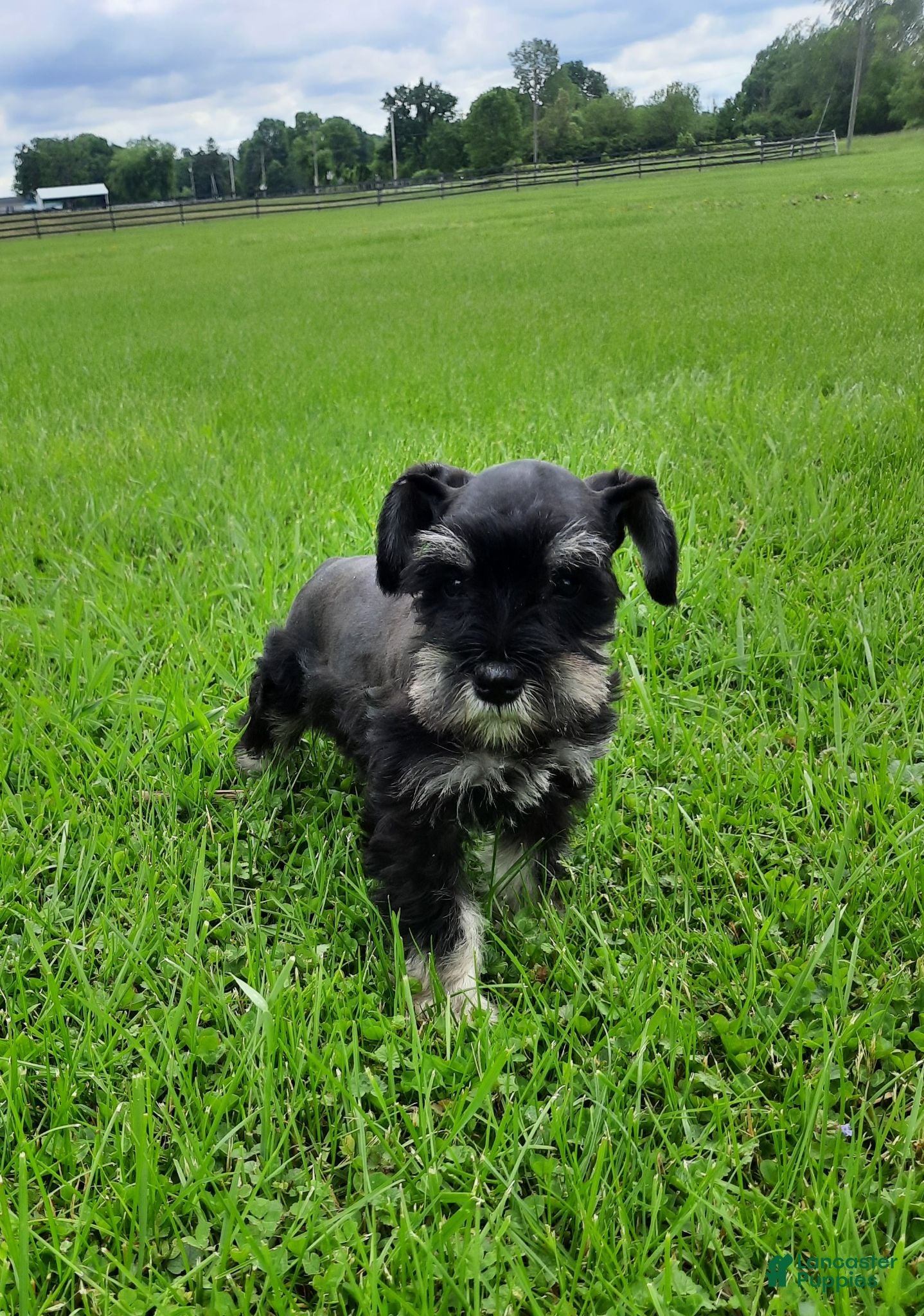 Miniature Schnauzer dogs AKC Bailey - Ad 2