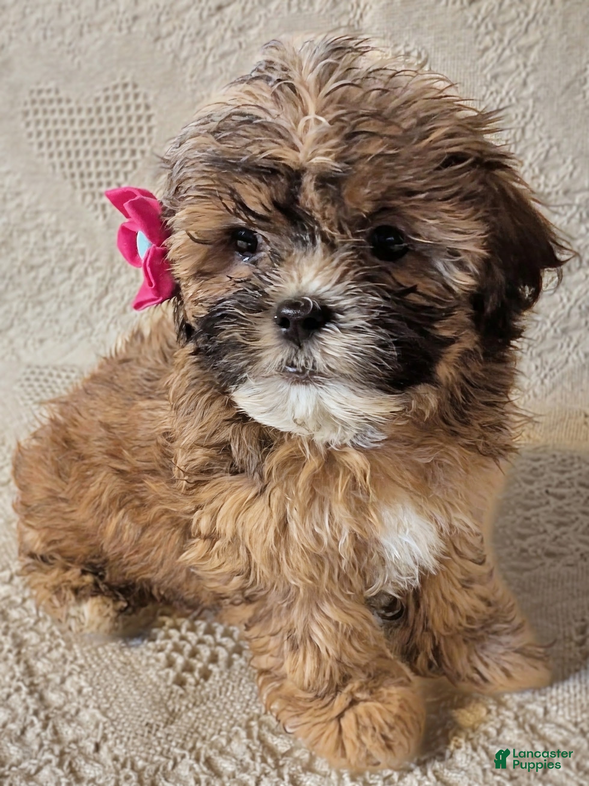 Mixed Breed dogs for sale: Xyla - Ad 1