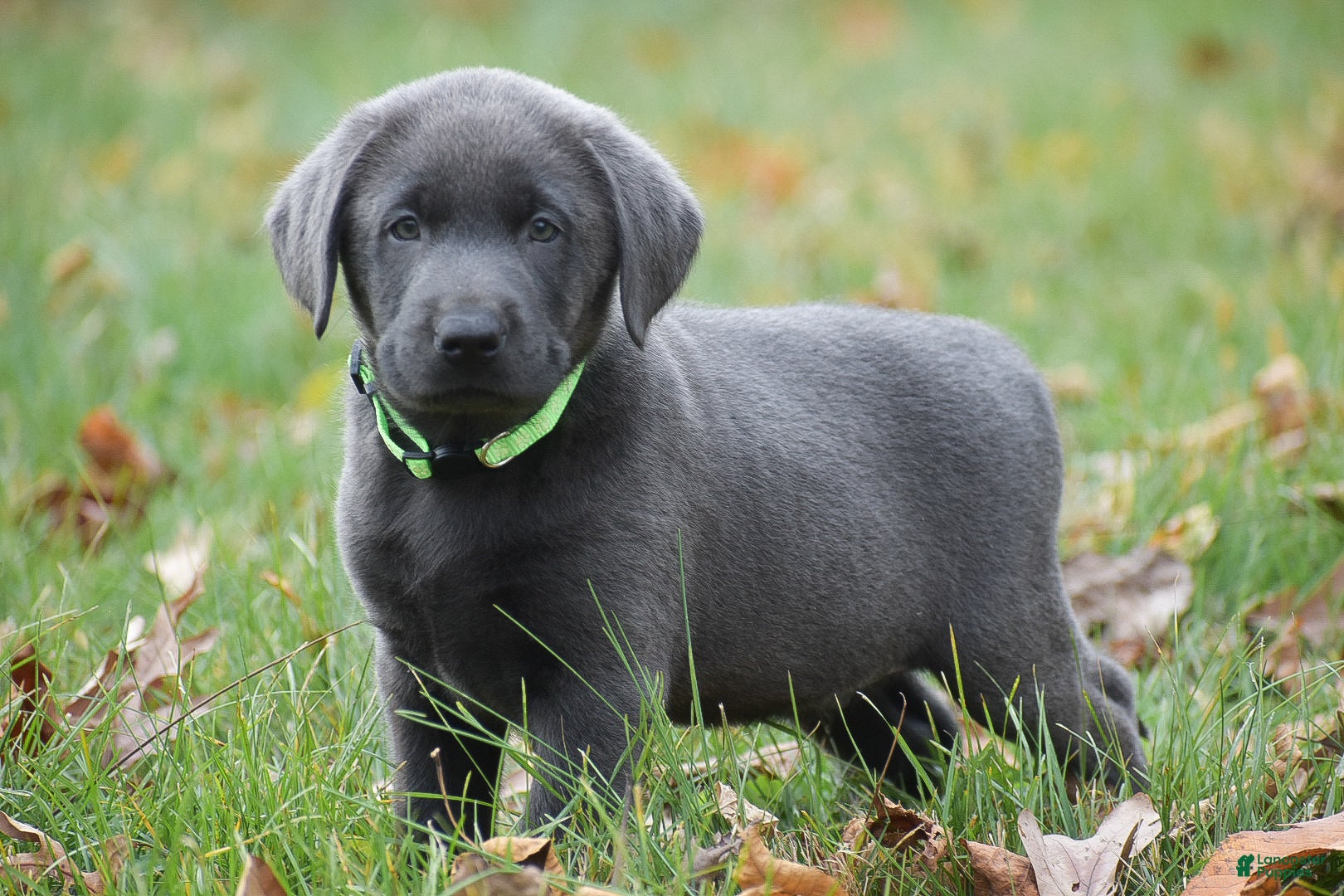 Labrador Retriever dogs JJ - Ad 24