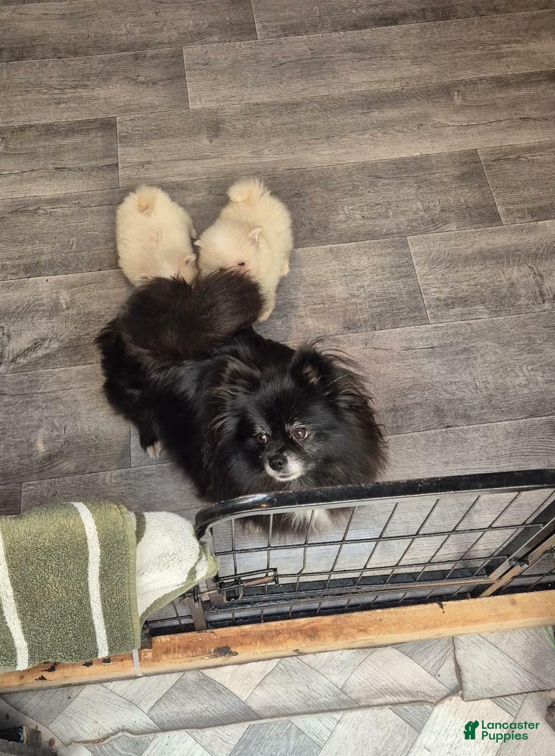 Pomeranian dogs for sale: James - Ad 2