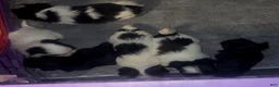 Malshi dogs for sale: Malshi 4 - Ad 5