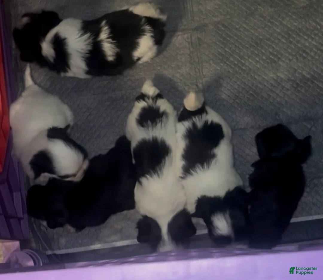 Malshi dogs for sale: Malshi 4 - Ad 5