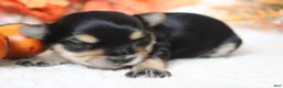 Morkie dogs for sale: Hansel  - Ad 3