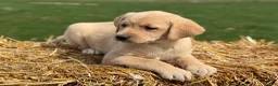 Labrador Retriever dogs for sale: Gloria - Ad 3