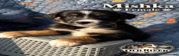 Australian Shepherd dogs for sale: Mishka - Ad 1