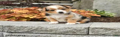 Nash