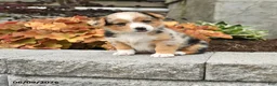 Mixed Breed dogs for sale: Nash - Ad 1