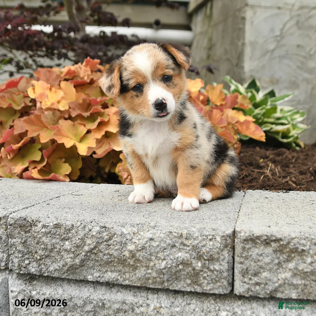 Mixed Breed dogs for sale: Nash - Ad 1
