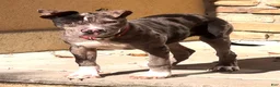 American Bully dogs for sale: SZA / BLUE MERLE PUP - Ad 1