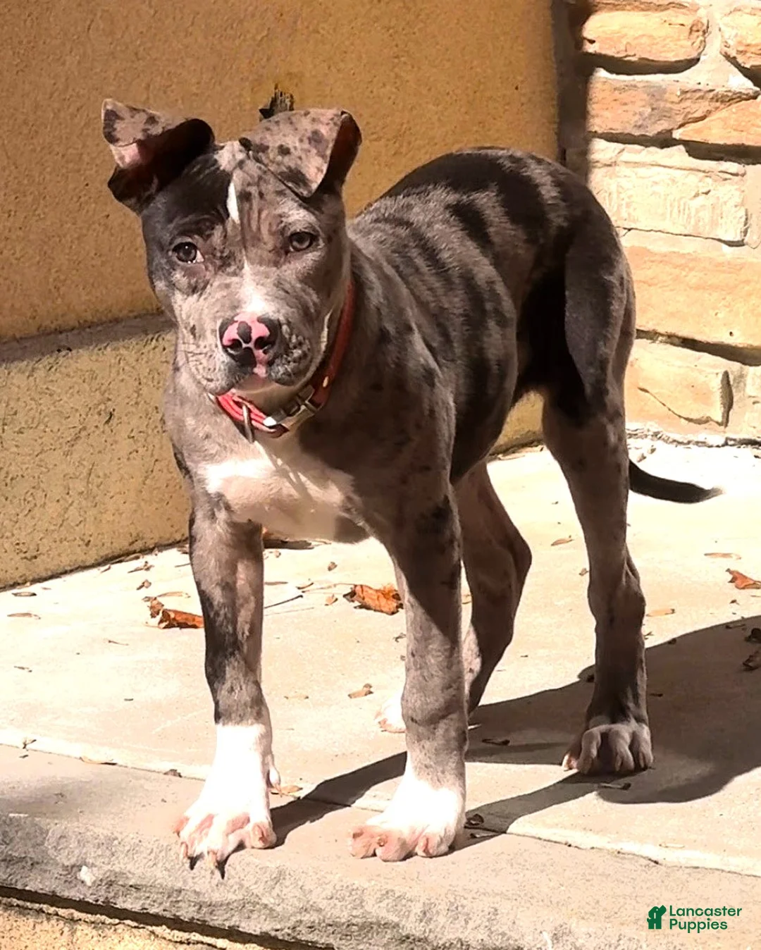 American Bully dogs for sale: SZA / BLUE MERLE PUP - Ad 1