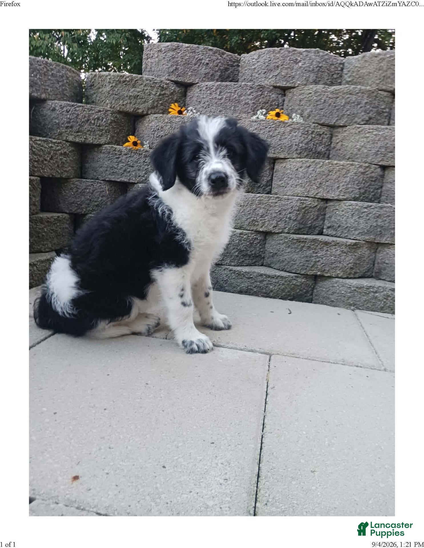 Mixed Breed dogs Mali - Ad 2
