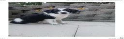 Mixed Breed dogs for sale: Mali - Ad 2