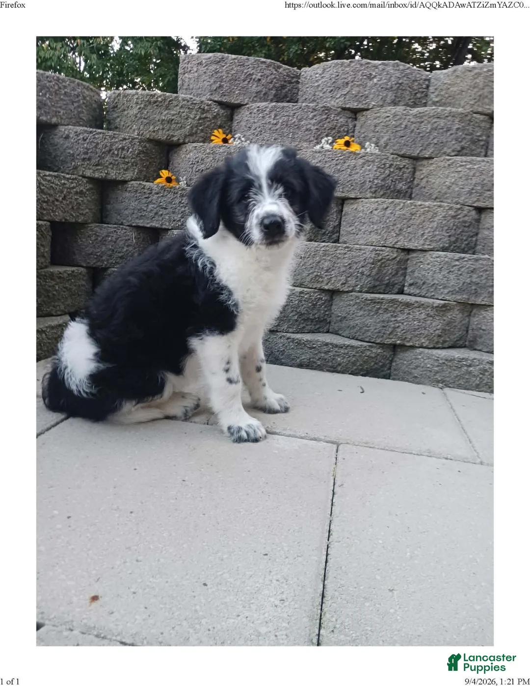 Mixed Breed dogs for sale: Mali - Ad 2