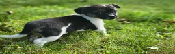 Chorkie dogs for sale: Basil - Ad 1