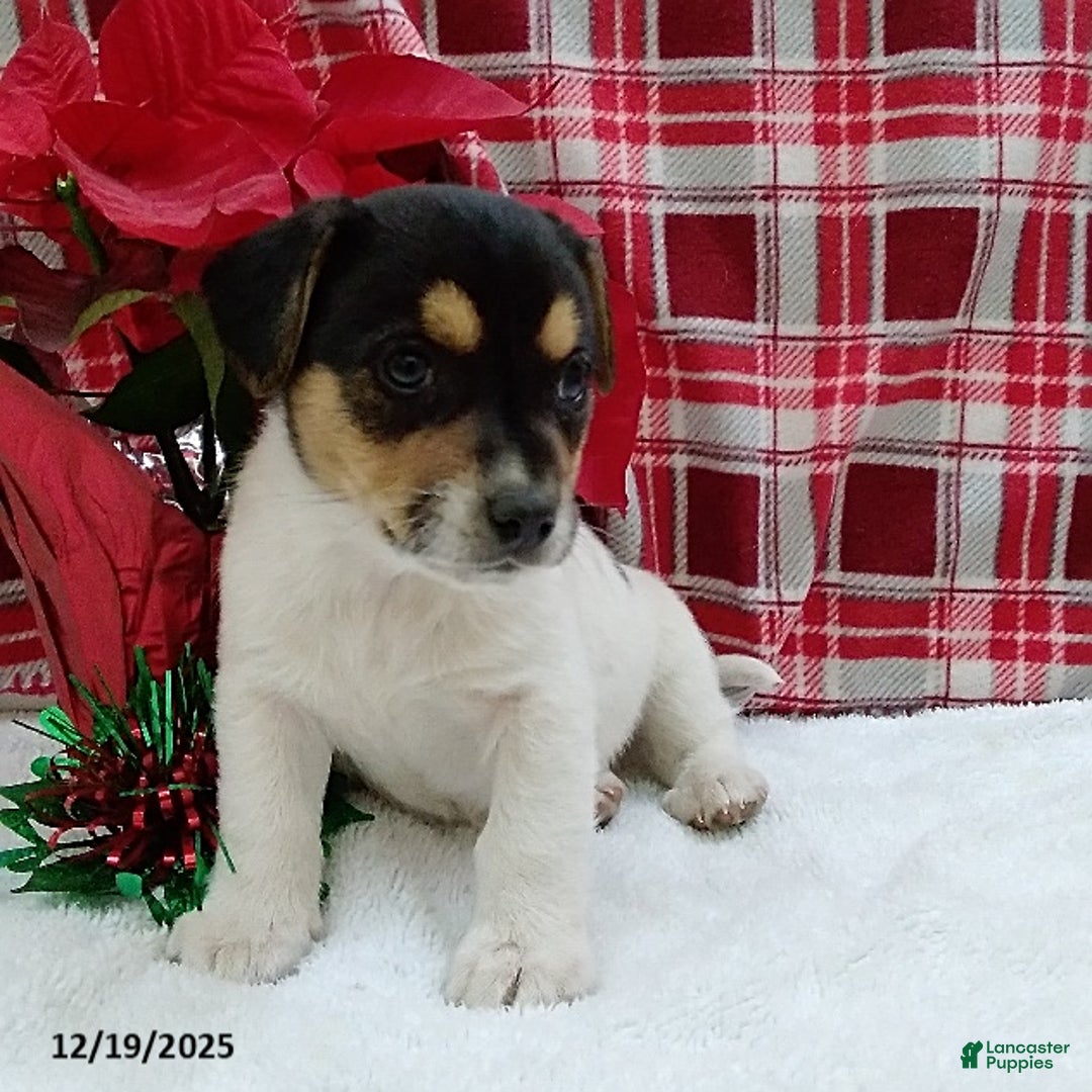 Mixed Breed dogs for sale: Tyler - Ad 2