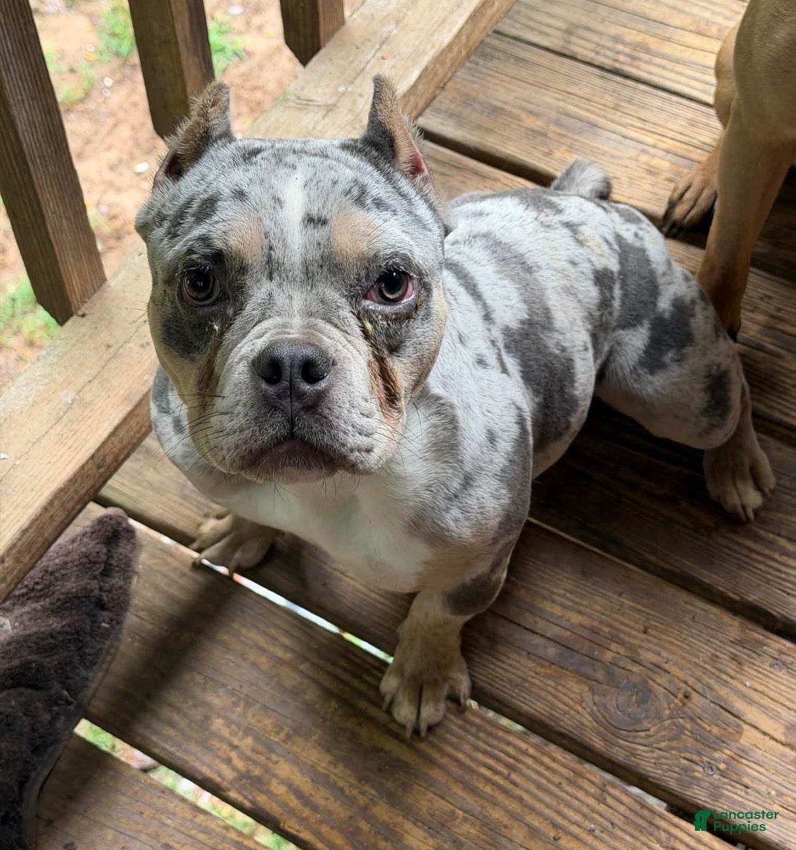 American Bully dogs SZA (Price Negotiable) - Ad 2