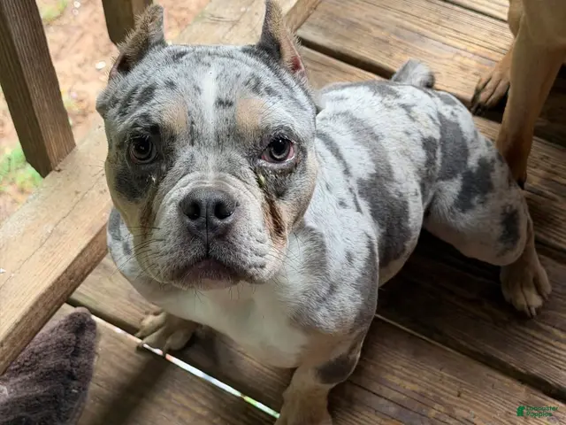 American Bully dogs for sale: SZA - Ad 2