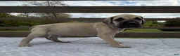 Great Dane dogs for sale: Manicotti (Blue) - Ad 3