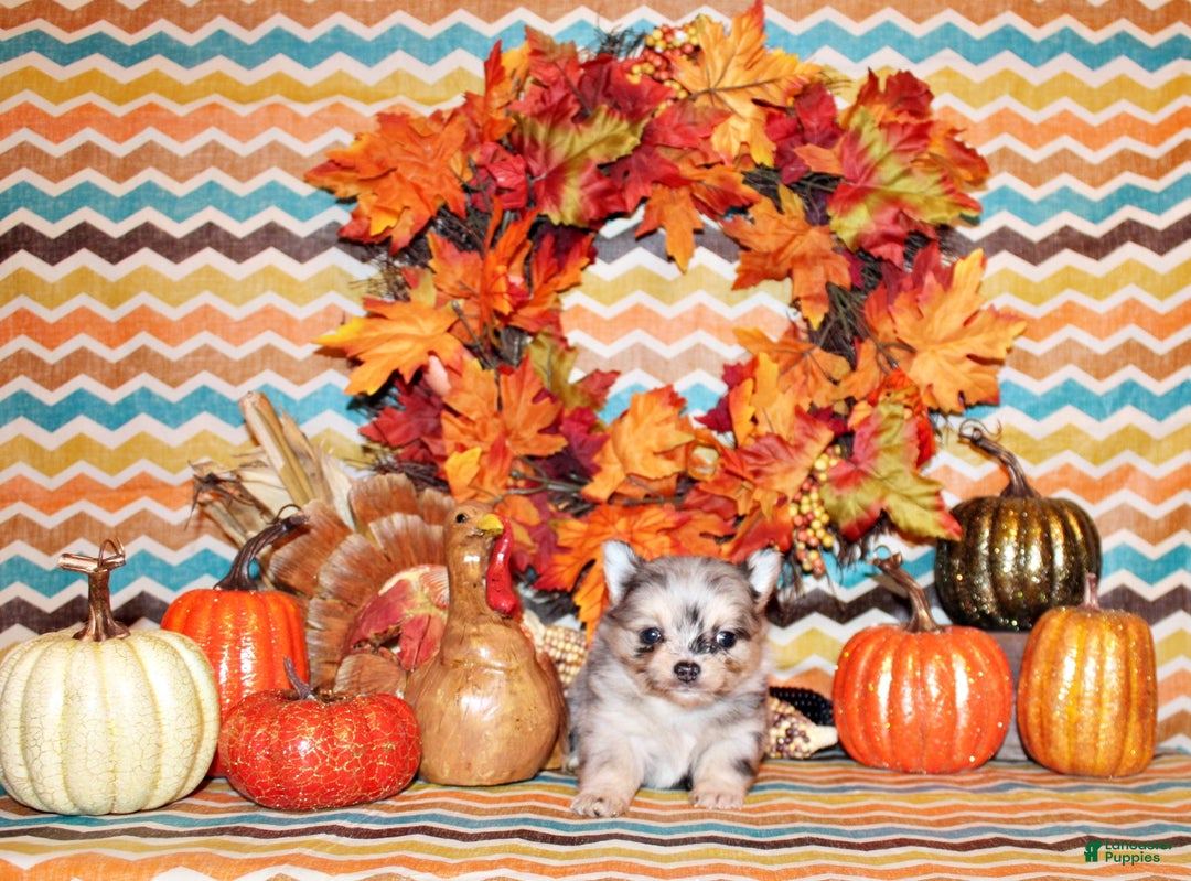 Chihuahua dogs for sale: Uri - Ad 2