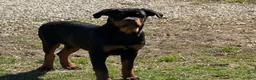 Rottweiler dogs for sale: Wanda - Ad 4