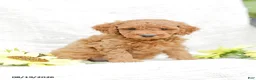 Mini Goldendoodle dogs for sale: Levi - Ad 6