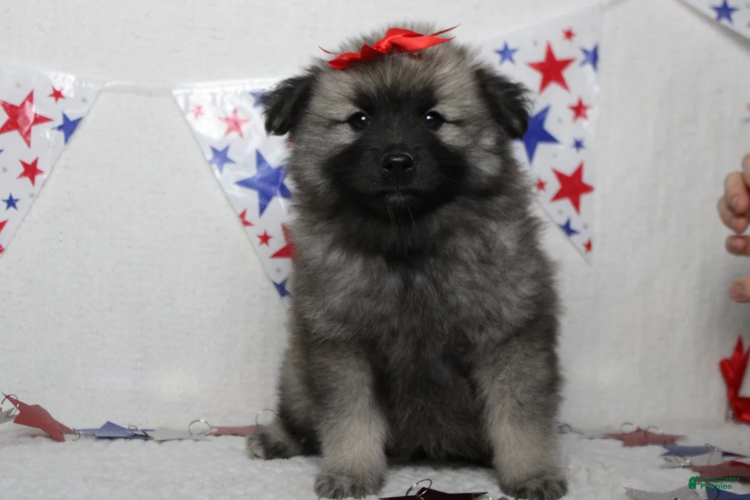 Keeshond dogs for sale: Elsa  - Ad 2