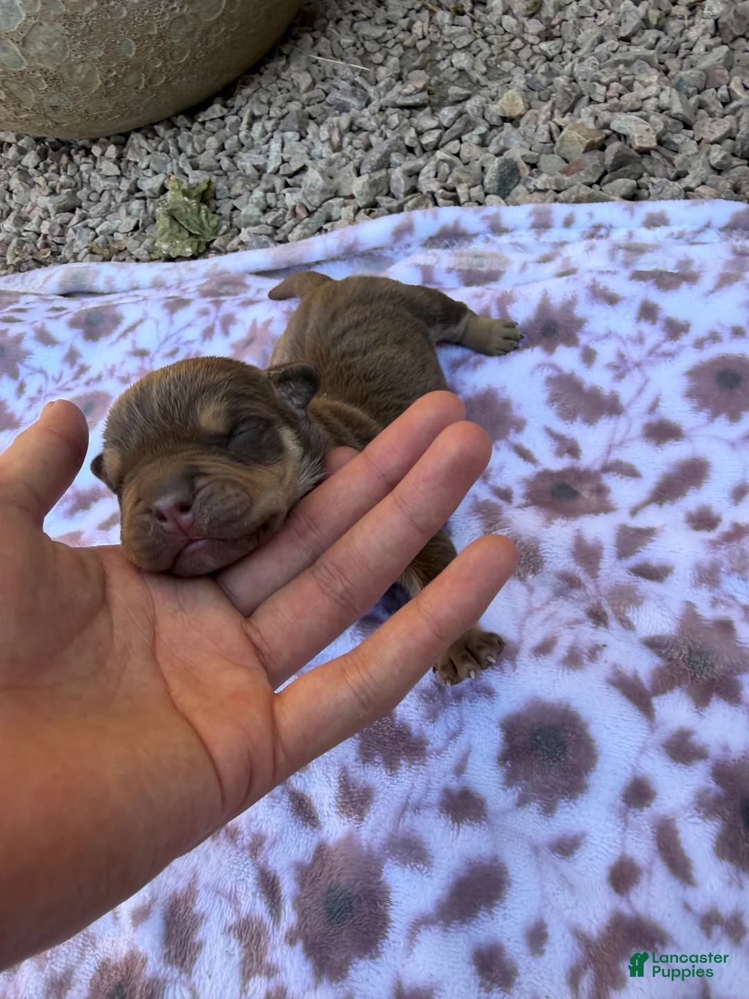 Mixed Breed dogs for sale: Chocolate 1 - Ad 2