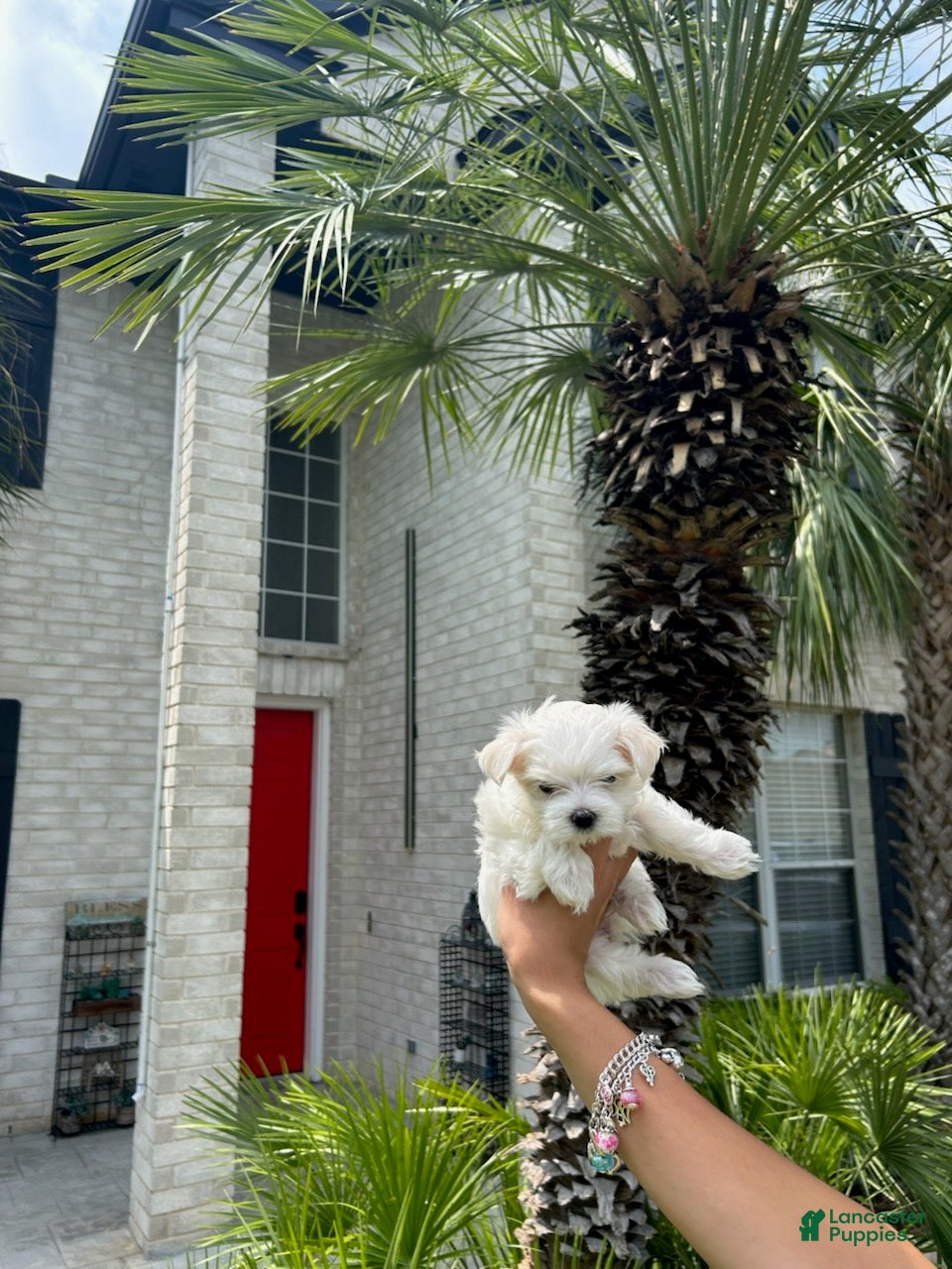 Maltese dogs Daisy - Ad 2