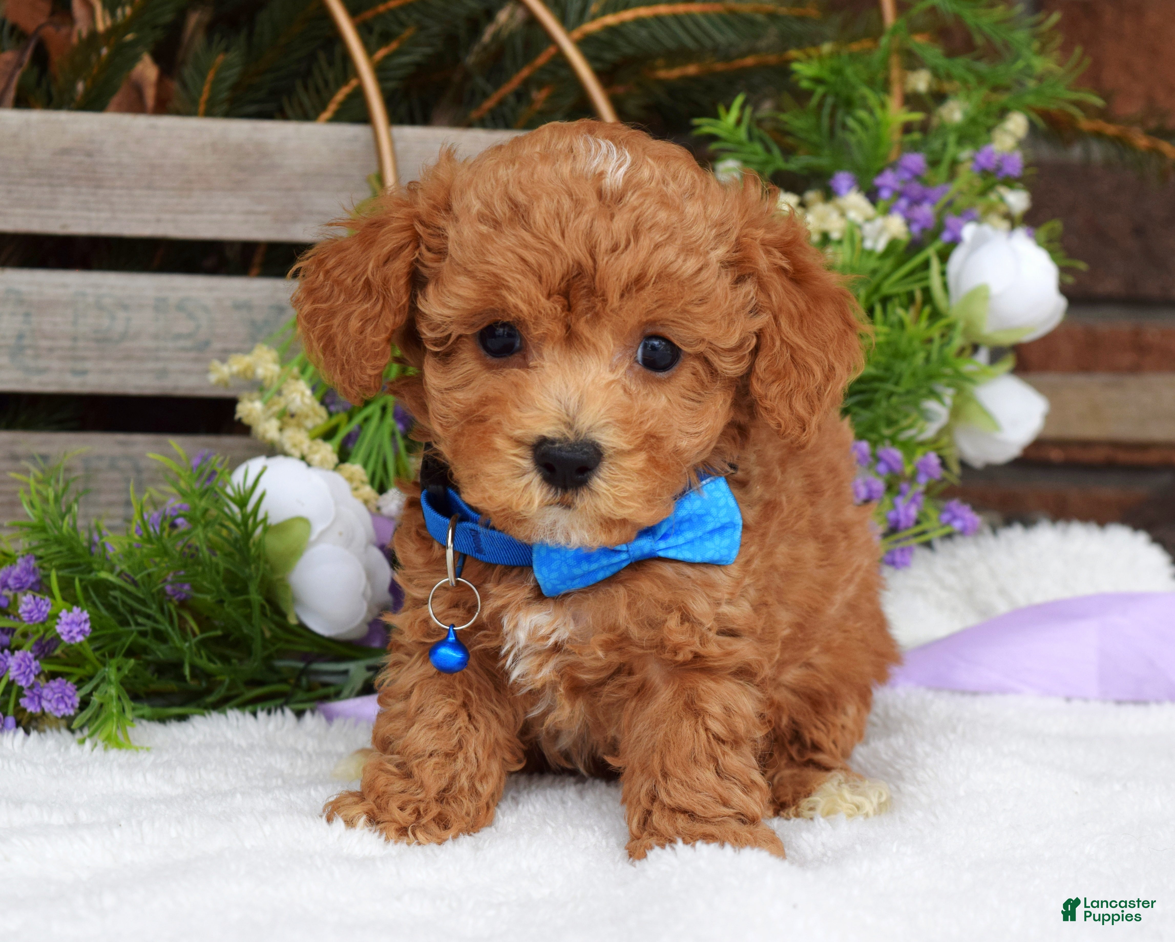 Maltipoo dogs Finn - Ad 2