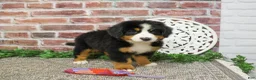 Bernese Mountain Dog dogs for sale: Star - Ad 2