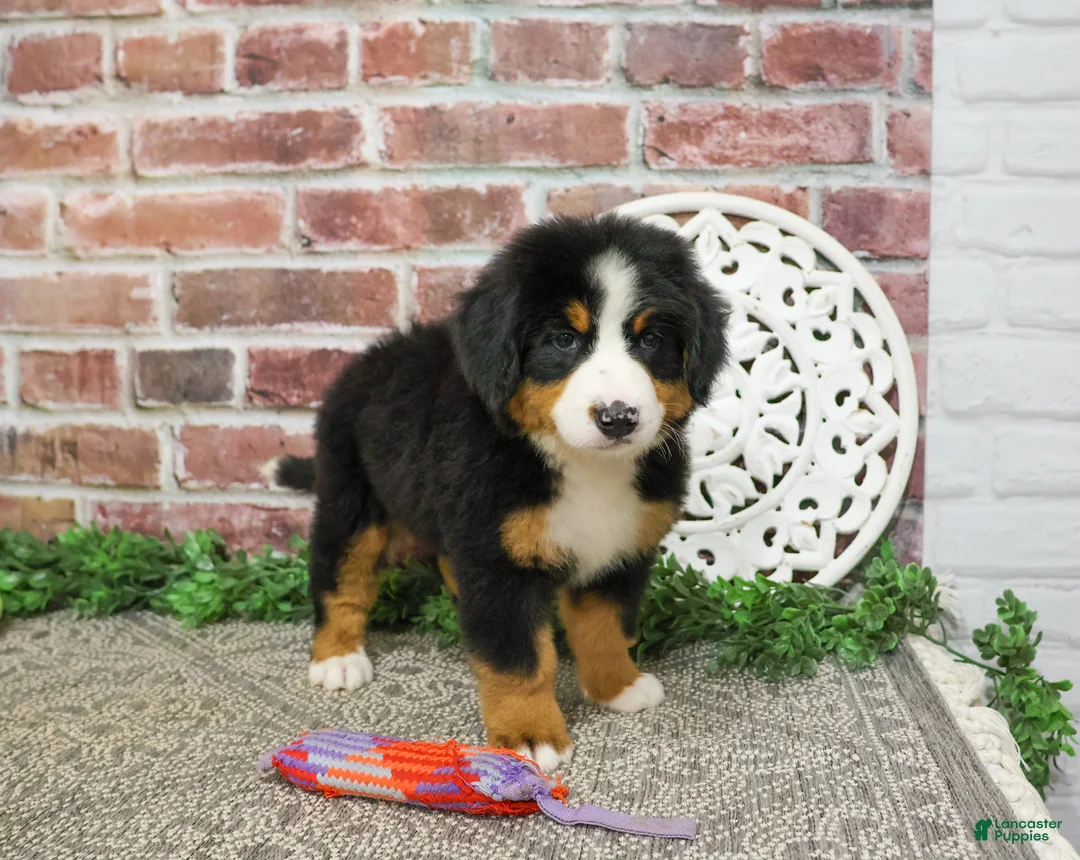 Bernese Mountain Dog dogs for sale: Star - Ad 2