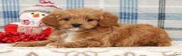 Cavapoo dogs for sale: Johnny - Ad 5