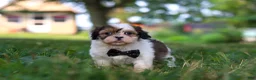 Shih Tzu dogs for sale: Tucker - Ad 4