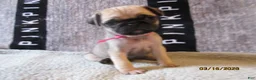 Pug dogs for sale: Pug Puppy 3 - Ad 27
