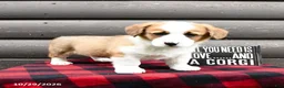 Welsh Corgi Pembroke dogs for sale: Mylon - Ad 1