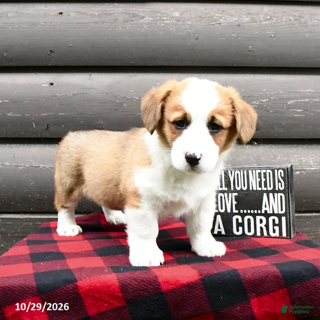 Welsh Corgi Pembroke dogs for sale: Mylon - Ad 1