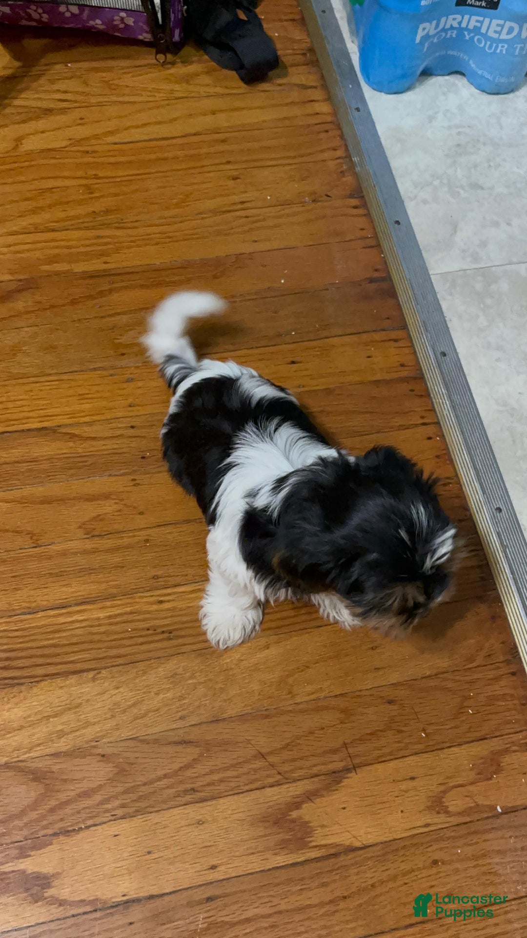 Biewer Terrier dogs for sale: Puppy - Ad 10