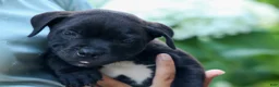 Staffordshire Bull Terrier dogs for sale: Maverick🩵 - Ad 4